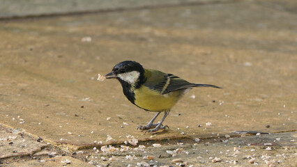 Great Tit feeding from a bird table in UK