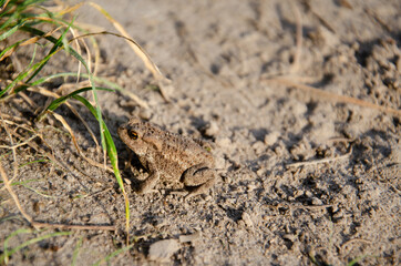 Reed toad sits on sand near green grass. Brown little frog in wild with copy space. Skin texture of amphibian on sandy surface.