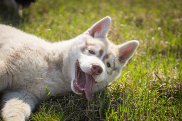 siberian husky puppy