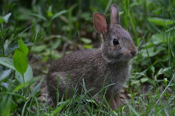 Naklejka na ściany i meble rabbit in the grass.2