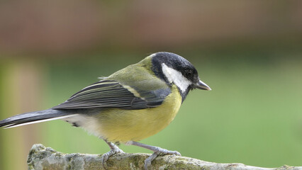 Great Tit sitting on a branch in a wood in the UK