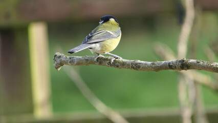 Great Tit sitting on a branch in a wood in the UK