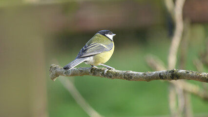 Great Tit sitting on a branch in a wood in the UK