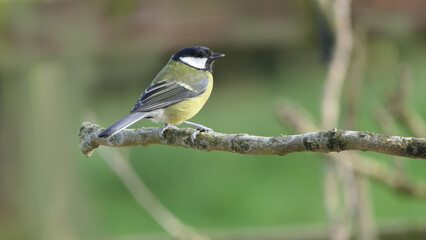 Great Tit sitting on a branch in a wood in the UK