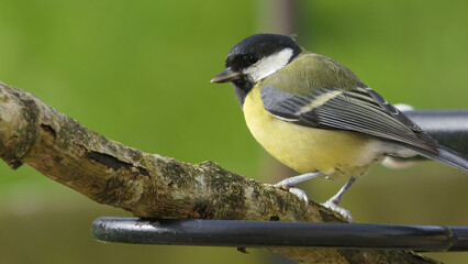 Great Tit sitting on a branch in a wood in the UK