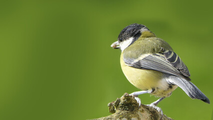 Great Tit sitting on a branch in a wood in the UK