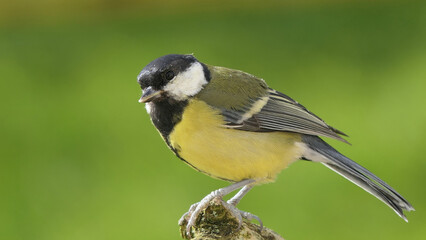 Great Tit sitting on a branch in a wood in the UK