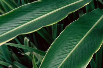 Zielone naturalne piękne tło roślinne, deseń liści. - obrazy, fototapety, plakaty