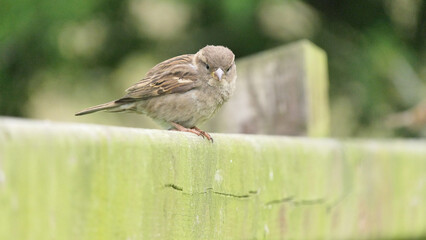 House Sparrow sitting on fence