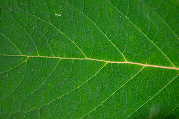 Selective focus of green leave with detail of pattern, Stripes or line on leaf, Greenery nature texture background, Can be used as backdrop for display or montage your products.