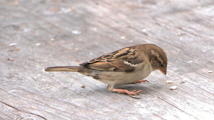 House Sparrow feeding at a seed feeder at bird table