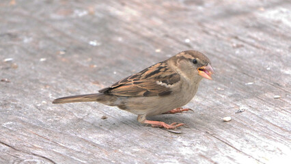 House Sparrow feeding at a seed feeder at bird table