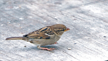 House Sparrow feeding at a seed feeder at bird table