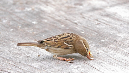 House Sparrow feeding at a seed feeder at bird table