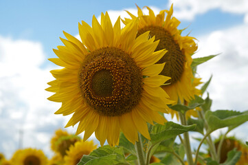 sunflower in the field on a sunny day