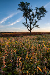 655-45 Soybean Field Morning