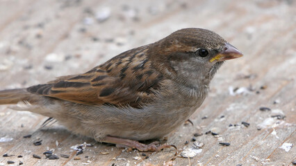 House Sparrow feeding at a seed feeder at bird table