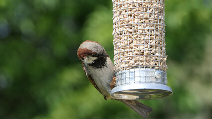 Naklejka premium House Sparrow feeding at a seed feeder at bird table