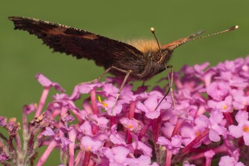 European peacock butterfly on flower