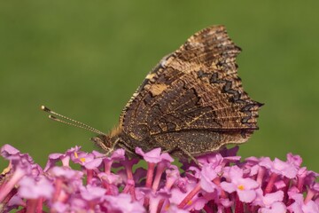 European peacock butterfly on flower