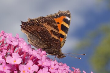 Fototapeta na wymiar European peacock butterfly on flower