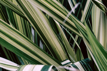 Naturalne zielone tropikalne tło, liście rośliny egzotycznej. - obrazy, fototapety, plakaty