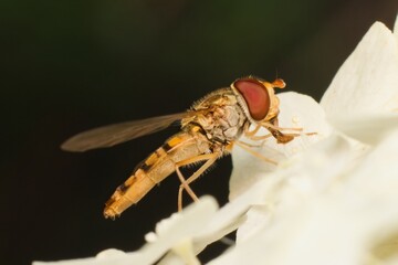 marmalade hoverfly on a white flower