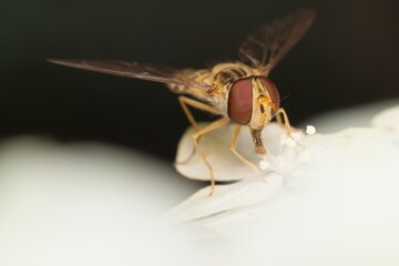 marmalade hoverfly on a white flower