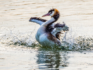 Great crested grebe splashing in lake, water splashes and drops