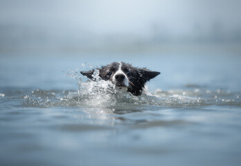 dog playing in water