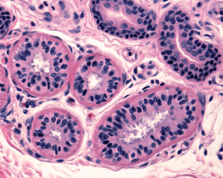 Human eccrine sweat gland. Secretory unit