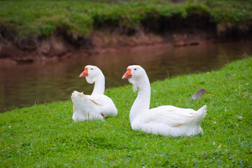 two ducks on the grass in the background of water
