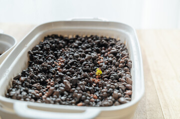 ハイドロボールカルチャー　貝割れ大根