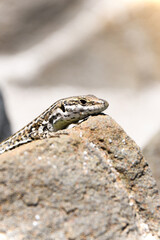 Small lizard on a Corsican beach.