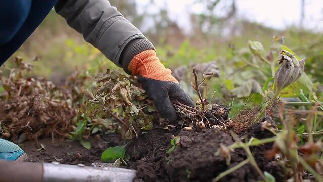 Farmer picking peanuts digging with shovel in fall. Gardener pulling bunch. Autumn harvesting. Organic farming and gardening.