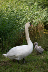 View of the swan family.