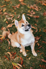 Happy puppy Shiba Inu playing in the autumn park.