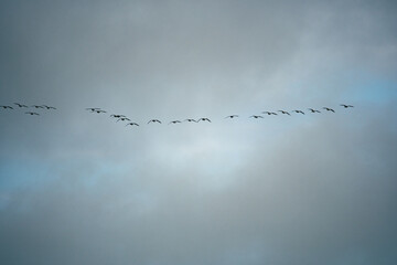 Vogelgruppe am Himmel als Silhouette