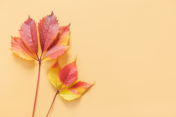 Beautiful yellow and red leaves on a yellow background. Autumn background.