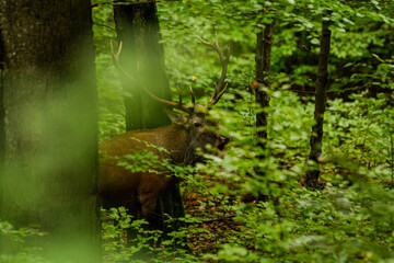 The Red Deer (Cervus elaphus) stag during the rutting season. The Bieszczady Mts, carpathians, Poland.