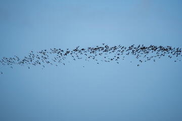 Vogelgruppe am Himmel als Silhouette