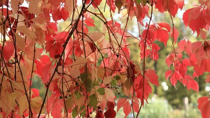 Close up red autumn leaves background