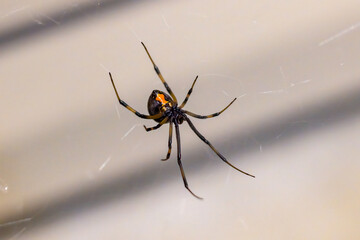 spider on the web