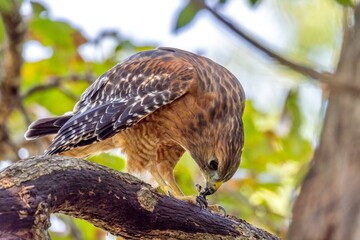 red tailed hawk