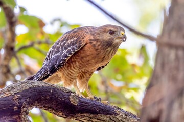 red tailed hawk
