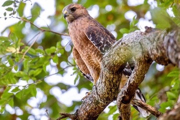 owl in the tree