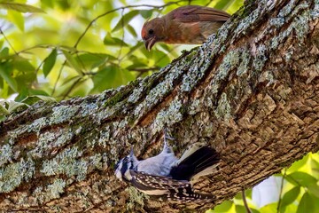 woodpecker on tree