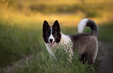 border collie puppy