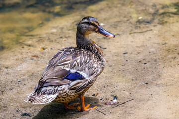duck