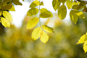 autumn leaves in the sun